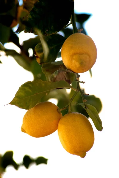Limones Naturales Que Cuelgan Rama — Foto de Stock