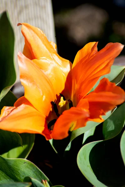 Pomarańczowe Tulipany Pełne Słońce Ogrodzie — Zdjęcie stockowe