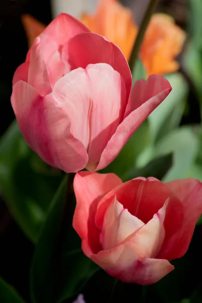 Хорошая Пара Тюльпанов Диагонали — стоковое фото