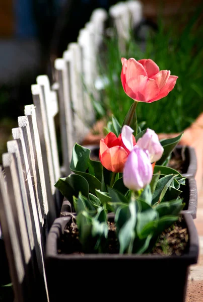 Vörös Tulipán Kertben Reggel — Stock Fotó