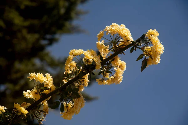 Senhora Banksiana Flor Arbusto Primavera — Fotografia de Stock