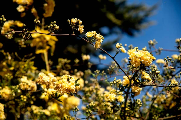 Senhora Banksiana Flor Arbusto Primavera — Fotografia de Stock