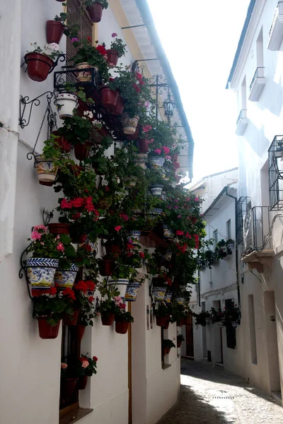 Андалузькі Вузькі Білі Вулиці Квітковими Горщиками — стокове фото