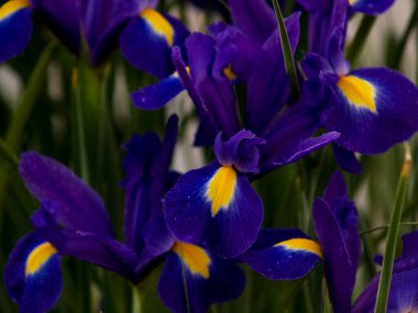 Hollanda 'nın mavi süsen çiçekleri