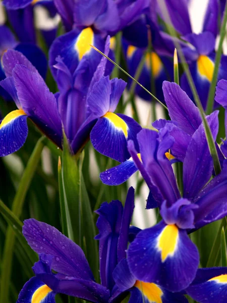 Blue Iris Holland Garden — Stock Photo, Image
