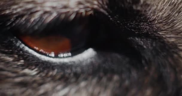 Wolf Eye Blinking Close Macro Shot Wolf Brown Eye Slow — Stock Video
