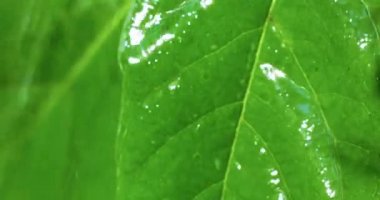 Wet Leaf Under Rain Close Up Macro Shot. Summer Day