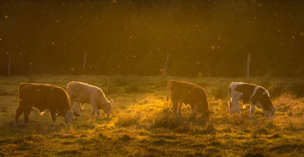 Vacas Campo Submerso Luz Pôr Sol Mal Humorado Alemanha Localização — Fotografia de Stock