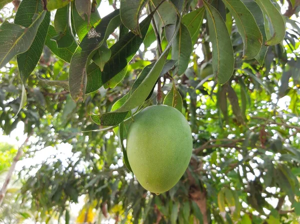 Taze Alphonso Mango ağaçta