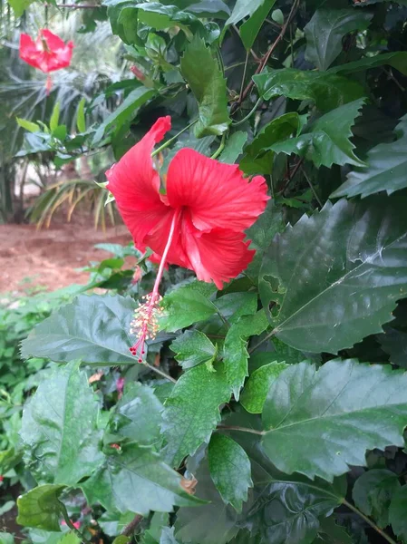 Krajowe Kwiaty Sri Lanki Czerwony Kwiat Buta Lub Hibiscus Rosa — Zdjęcie stockowe