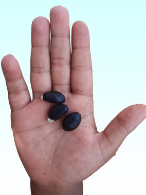 Jatropha curcas siyah tohumları