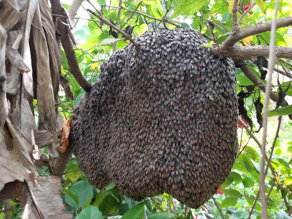 Honey bee nest live on tree in a good environment.