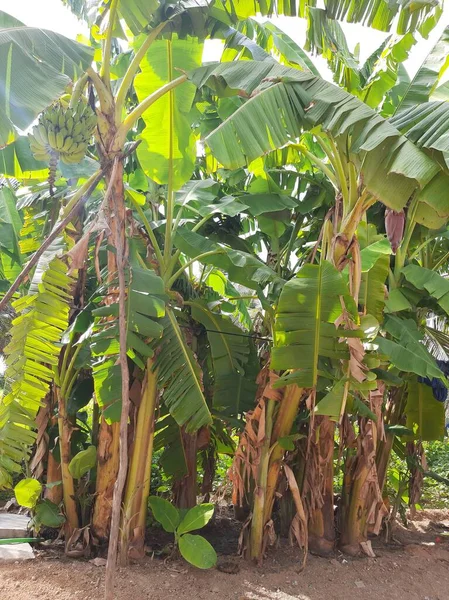 Banana tree, banana fruit and flowers