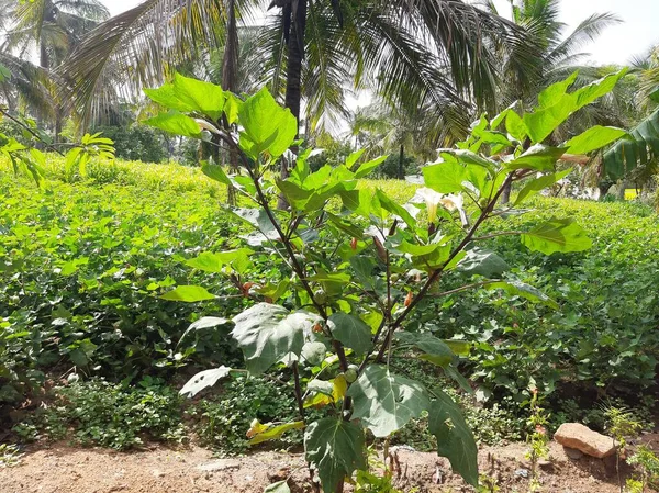 Apple Thorn Hindu Datura Або Angle Thumpet Medicinal Plants — стокове фото