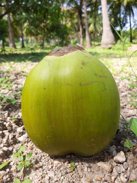 Gros Plan Jeune Noix Coco Tendre Fraîche — Photo