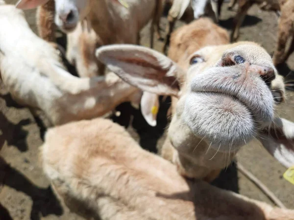 Moutons Indiens Animaux Ferme — Photo