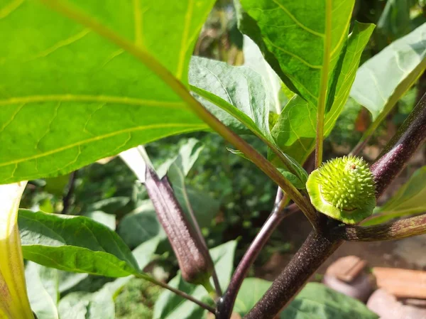 Äppeltagg Hinduisk Datura Eller Vinkeltrumpet Medicinalväxter — Stockfoto