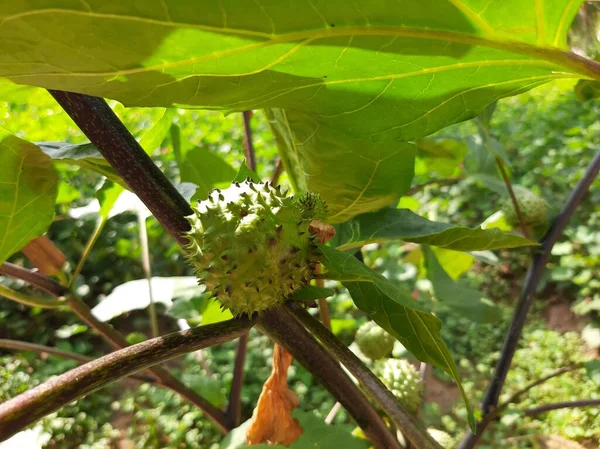 Elma Dikeni Hindu Datura Açı Başparmağı Laç Bitkileri — Stok fotoğraf