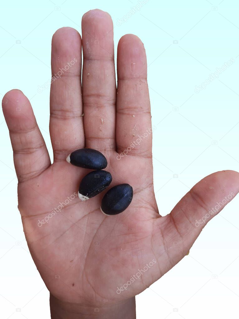 Jatropha curcas black seeds