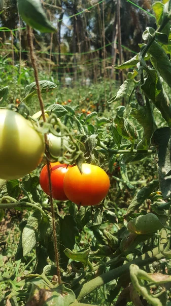 Tomatplantor Med Blad — Stockfoto