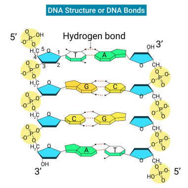 DNA yapısı veya DNA bağları kovalent bağlar tarafından tutulan belkemiğidir.