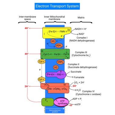 Electron Transport Chain is a series of compounds where it makes use of electrons from electron carrier to develop a chemical gradient clipart