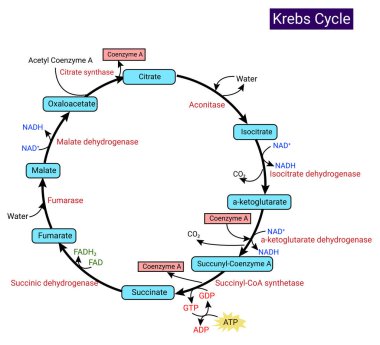Krebs döngüsü (sitrik asit döngüsü veya trikarboksilik asit döngüsü)