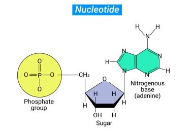 Nükleotidin üç parçası