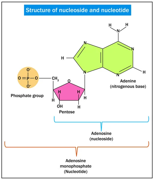 Struttura Del Nucleoside Del Nucleotide — Vettoriale Stock