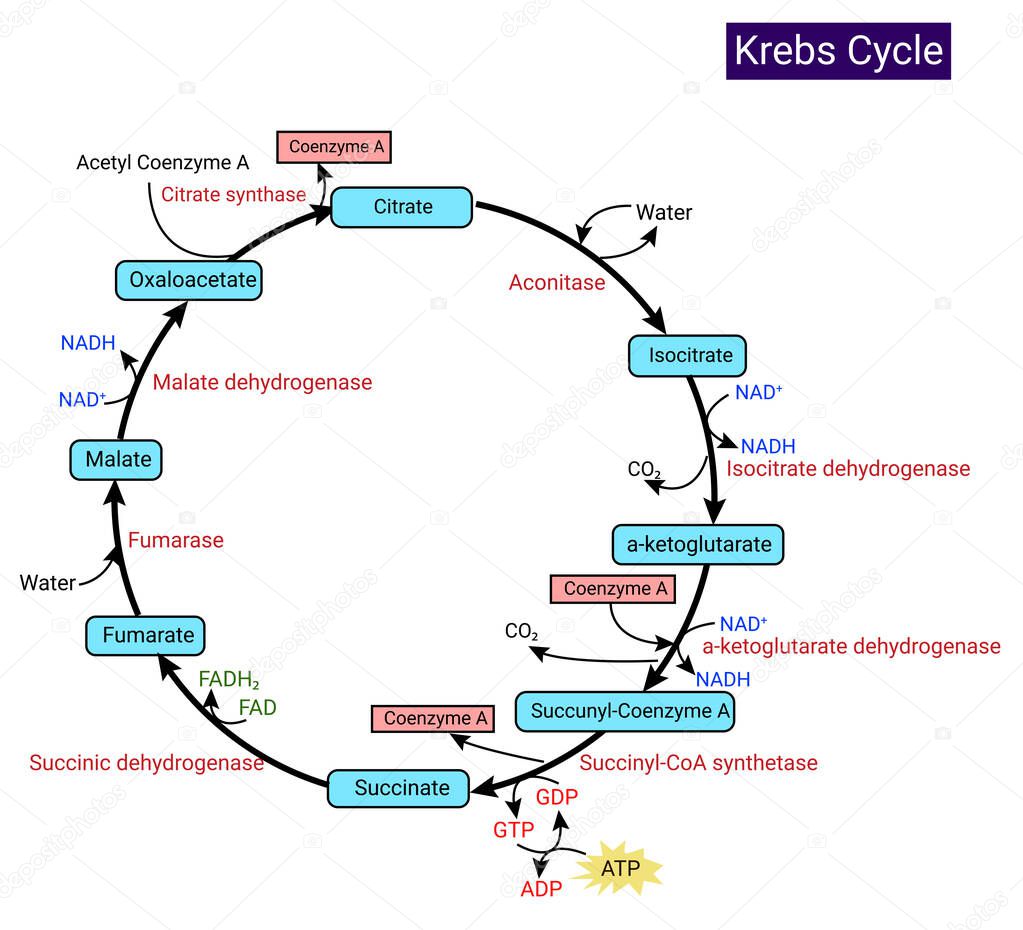 Krebs cycle (citric acid cycle or tricarboxylic acid cycle)