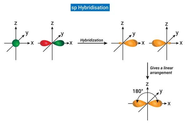 Hibridación Uno Orbital Átomo Mezclan Para Dar Dos Nuevos Orbitales — Vector de stock