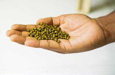 Organik yeşil Gram 'ın Macro yakın çekimi ya da bir erkeğin avucundaki yeşil moong dalının tamamı..