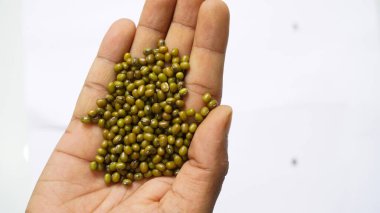 Organik yeşil Gram 'ın Macro yakın çekimi ya da bir erkeğin avucundaki yeşil moong dalının tamamı..