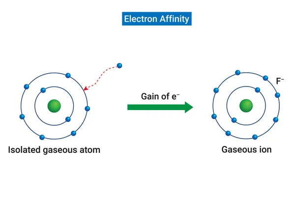 Electron Affinity Energy Released Added Valence Shell Isolated Gaseous Atom — Stock Vector