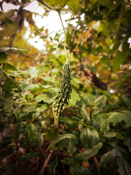 Bitter Gourd hanging in plant. Bitter Gourd Farm. Vegetable farm. Agriculture.