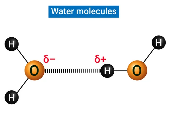 Su moleküllerine bir hidrojen bağı katılır.