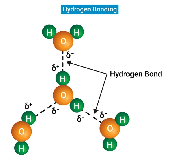 The solid line denotes a polar covalent bond, and the dotted or dashed line indicates the hydrogen bond.