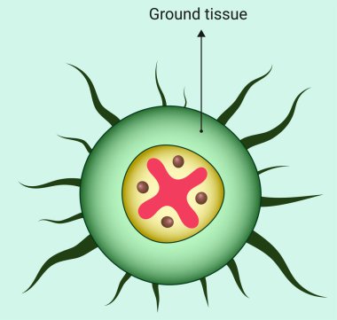 A ground tissue is a plant tissue other than those of the dermal tissues and the vascular tissues. It arises from the ground meristem.