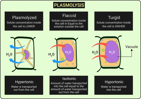 Plasmolysis is the process in which cells lose water in a hypertonic solution. The reverse process, deplasmolysis or cytolysis