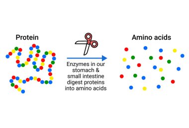Structure of Protein amino acids
