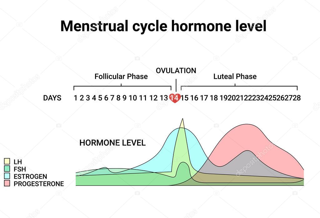Menstrual cycle hormone level. Average menstrual cycle. Follicular phase, Ovulation, luteal phase