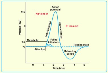 An action potential is a rapid rise and subsequent fall in voltage or membrane potential across a cellular membrane with a characteristic pattern