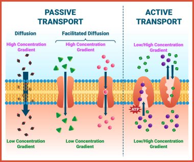 Active vs passive transport vector illustration. Molecular substance movement clipart