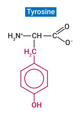 Tyrosine, vücudun fenilalanin adı verilen başka bir amino asitten yaptığı gereksiz bir amino asittir.