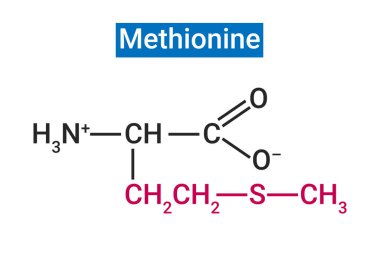 Methionin insanlarda temel bir amino asittir..