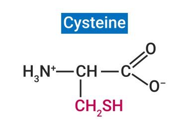 Sistemin protein üretimi ve diğer metabolik fonksiyonlar için önemli olan temel olmayan bir amino asittir.
