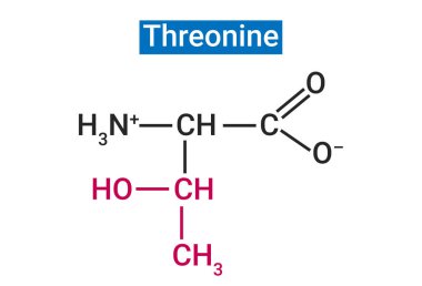 Threonine önemli bir amino asittir.