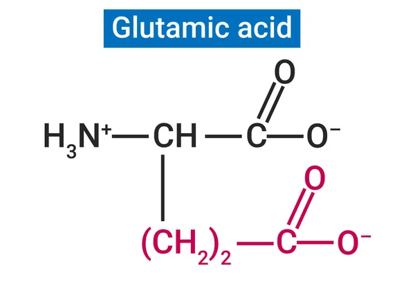 Ácido Glutámico Aminoácido Utilizado Para Formar Proteínas — Vector de stock