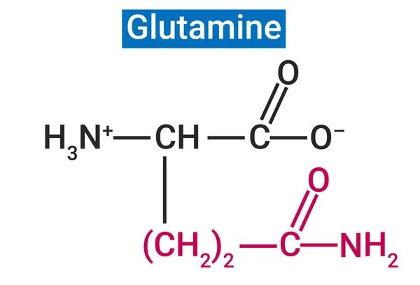 Glutamina Aminoácido Más Abundante Cuerpo — Vector de stock