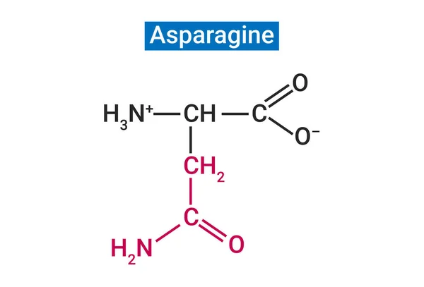 Asparagina Símbolo Asn Alfa Aminoácido Que Utiliza Biosíntesis Las Proteínas — Vector de stock